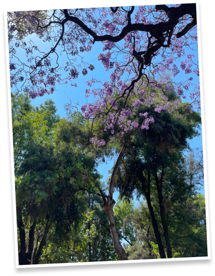 Jacarandas